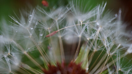 Macro Moments of Transformation: Poetic Science, Emotional Ecology, and Legacy-Rooted Storytelling from Maryland&rsquo;s Eastern Shore