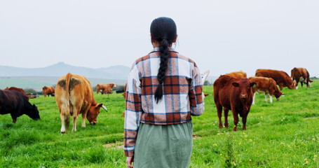 Back, woman and walk on farm with cattle for livestock, meat production and sustainable dairy...