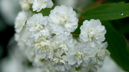Macro Moments of Transformation: Poetic Science, Emotional Ecology, and Legacy-Rooted Storytelling from Maryland’s Eastern Shore