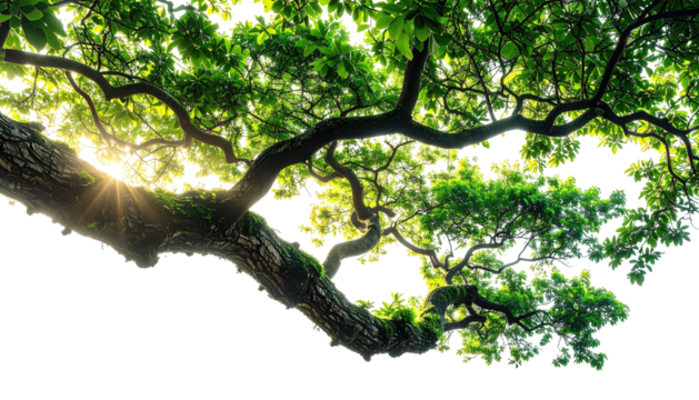 Canopy of bright green leaves and twisting branches against black