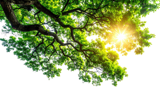 Tree canopy shot from below, sunburst effect