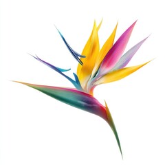 Obraz premium Striking Bird of Paradise Flower isolated against a white background closeup