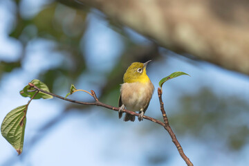 森の中で枝に止まるメジロ