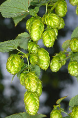 Hopfen,  Hopfentrieb,   Dolden,  Doldenentwicklung