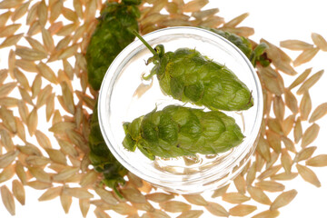 Hopfen, Dolden, Braugerste,  Wasser