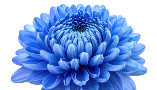 Symmetrical blue chrysanthemum flower on black background