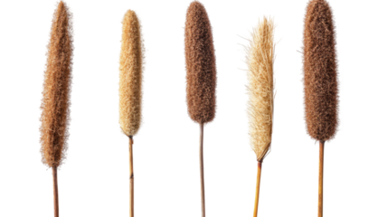 Set of green reeds with long thin stems showing natural wetland grass plant collection isolated on white background