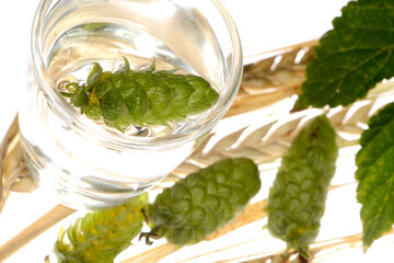 Hopfen, Dolden, Braugerste,  Wasser