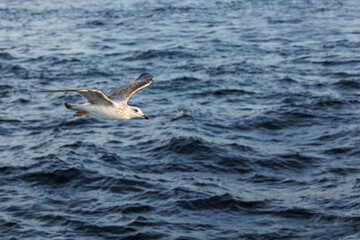 closu-up view of a seagull flying on the wavy sea 