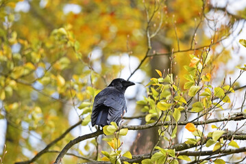 A carrion crow bird, Corvus corone, sitting on a thin branch of a tree, with autumn yellow and orange leaves around it. 