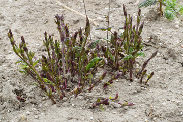 Hopfen, Humulus lupulus L. , Austrieb