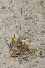 Hopfen, Humulus lupulus L. , Austrieb