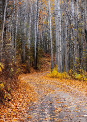 Scenic byway ,country road through Silver birch trees in Alaska during late fall.