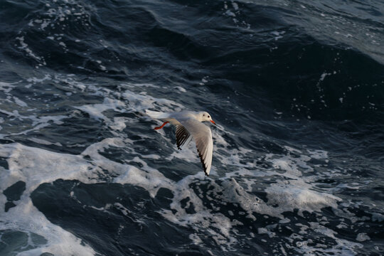 closu-up view of a seagull flying on the wavy sea 
