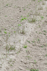 Hopfen, Humulus lupulus L. , Austrieb