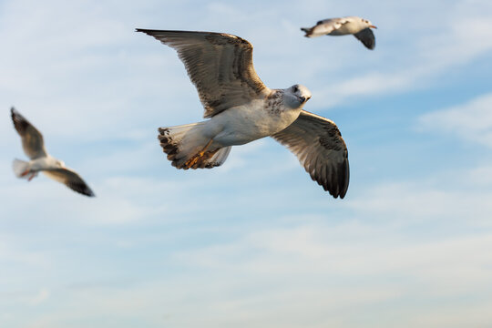 closu-up view of a seagull under the blue sky background while flying