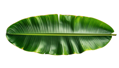 Lush, oval-shaped leaf with vibrant green veins against black