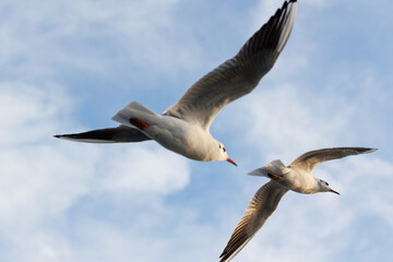 closu-up view of two seagulls under the blue sky background while flying