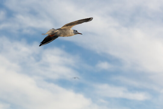 closu-up view of a seagull under the blue sky background while flying