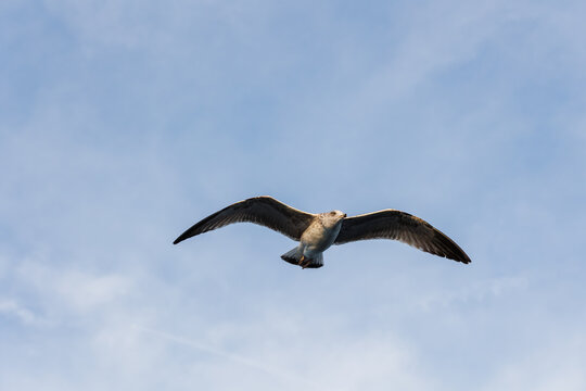 closu-up view of a seagull under the blue sky background while flying
