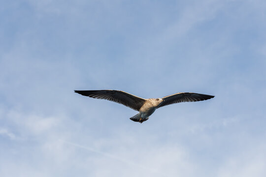closu-up view of a seagull under the blue sky background while flying