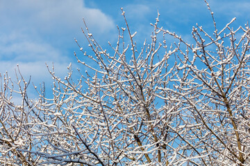 A tree with snow on it and a blue sky in the background