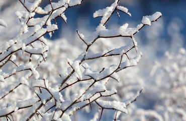 A branch covered in snow