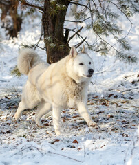 A white dog is walking in the snow