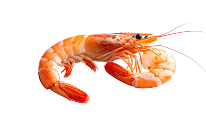 Cooked shrimp curls against black background, with long antennae