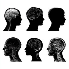 Mind's Eye: An artistic portrayal of the human brain, showcasing its intricate structure, offering a unique perspective on the power and complexity of thought.