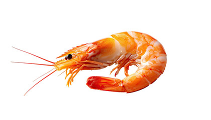 Single curved shrimp against black backdrop, close-up, orange hues