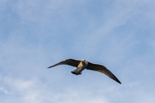 closu-up view of a seagull under the blue sky background while flying