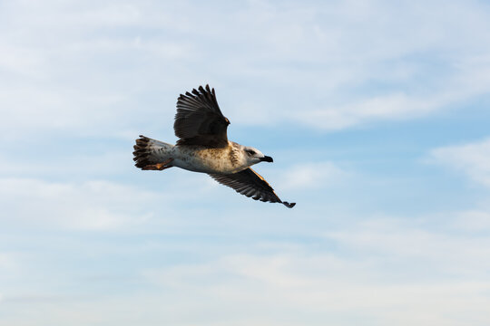 closu-up view of a seagull under the blue sky background while flying