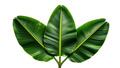 Fototapeta premium Trio of green banana leaves, elegant against the black void