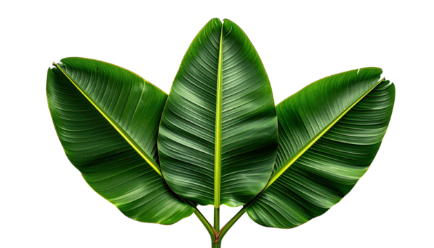 Trio of green banana leaves, elegant against the black void