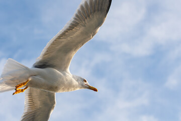 closu-up view of a seagull under the blue sky background while flying
