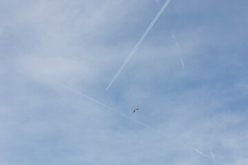 tree contrail made a trinagle on the sky and a seagull between them