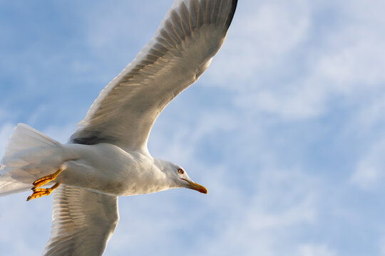 closu-up view of a seagull under the blue sky background while flying