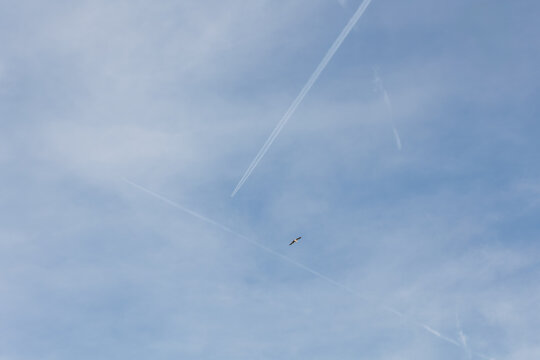 tree contrail made a trinagle on the sky and a seagull between them