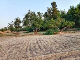 Guava plant showing green leaves and stem with natural texture and body pattern in daylight