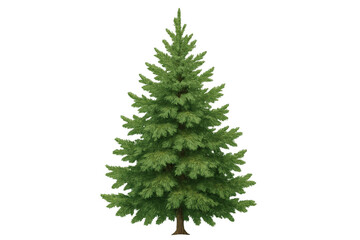 Green spruce tree, evergreen conifer for christmas, winter, holiday seasons, nature, and forestry concepts on transparent background
