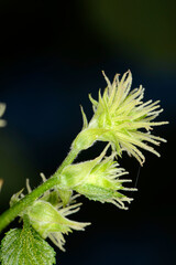 Hopfen, Hopfenblüte, Einzelblüte, Blütendetail