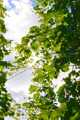 Hopfen, Hopfenbl&uuml;te