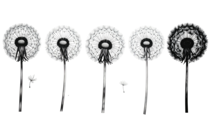 Row of five dandelions in varied stages, on a black backdrop