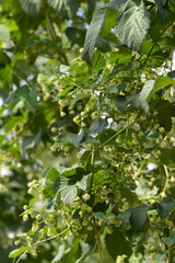 Fototapeta premium Hopfen, Hopfenblüte