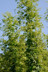 Hopfen, Blüte, Doldenbildung
