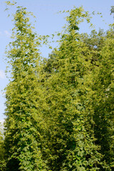 Hopfen, Blüte, Doldenbildung