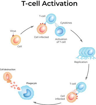 T-Cell Activation and Immune Response Cycle Against Viral Infection