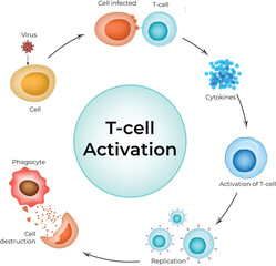 Fototapeta premium T-Cell Activation Cycle in Immune Response