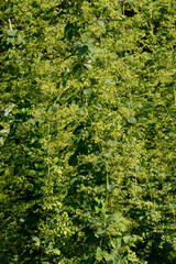 Hopfen, Blüte, Doldenbildung